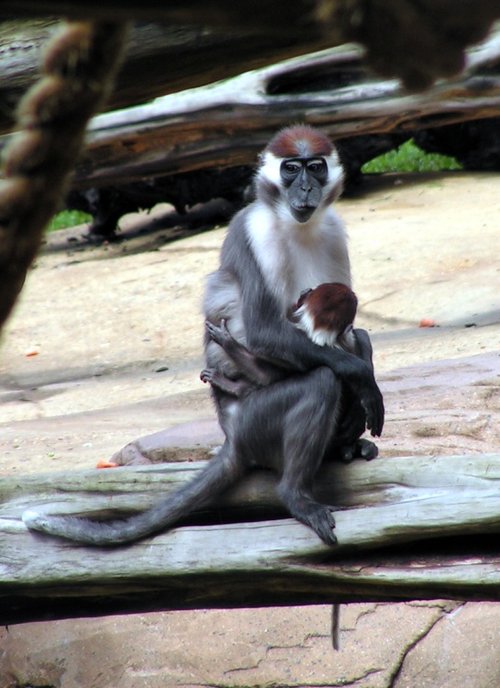 No photos of the baby!