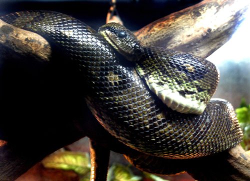 I would rather wrap myself round you that this tree.