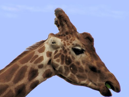 The lesser known one eared Giraffe.