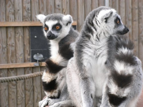 Lemurs at The Wild Life Park