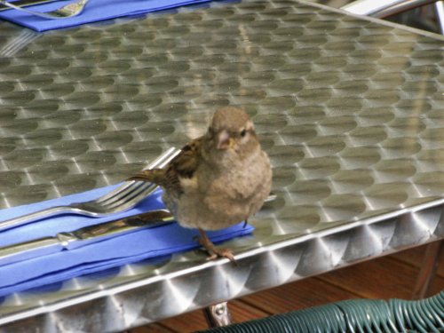 Still waiting for my visitors who are dining with me.