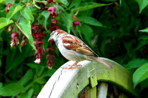 House Sparrow, Male.