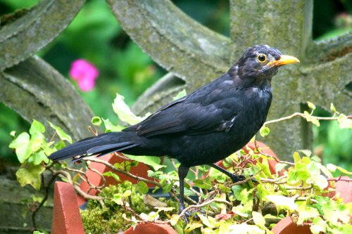 Blackbird, Male.