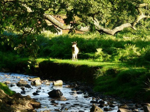Bradgate Park, Leicestershire