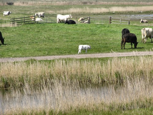 Cattle on the marshes