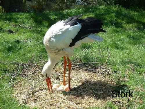 Stork and Eggs