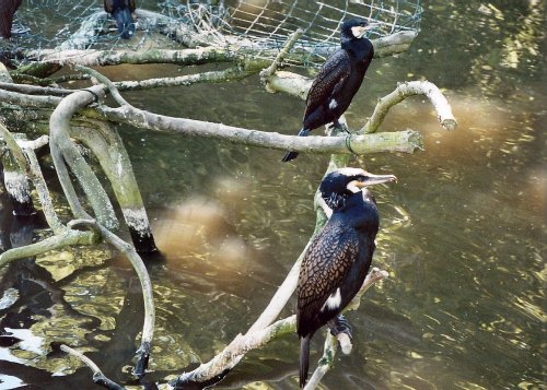 Cormorants at The Wild Life Park