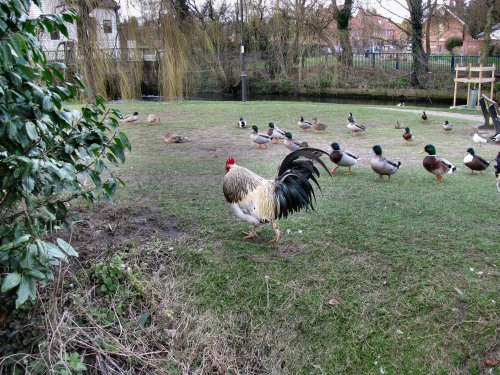 Cockerel and Mallards by the river in Loddon.