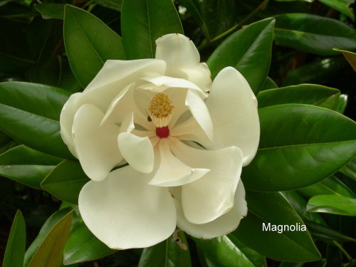 Magnolia bloom in Bishopgate