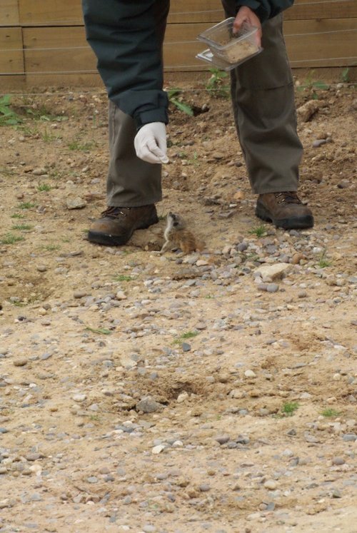 A picture of the Yorkshire Wildlife Park, Doncaster
