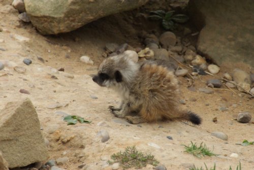 A picture of the Yorkshire Wildlife Park, Doncaster