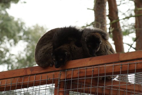 A picture of the Yorkshire Wildlife Park, Doncaster