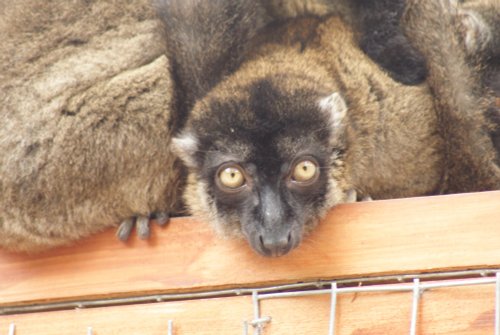 A picture of the Yorkshire Wildlife Park, Doncaster