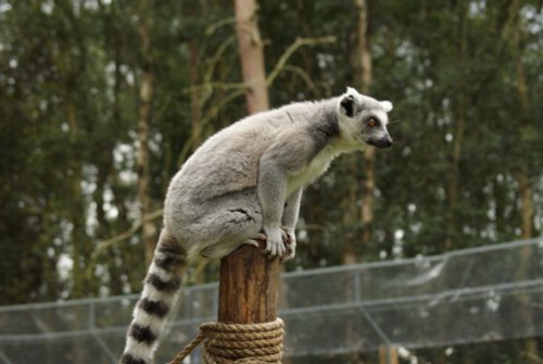A picture of the Yorkshire Wildlife Park, Doncaster