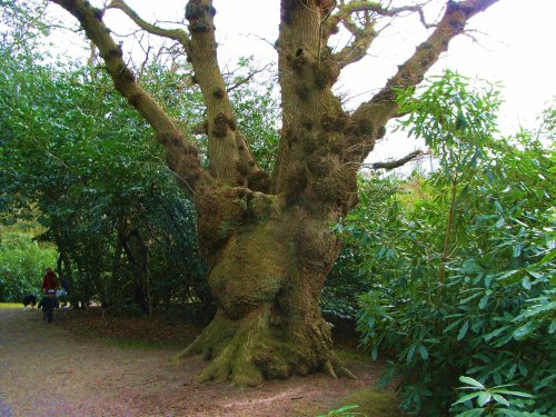 Another ancient tree