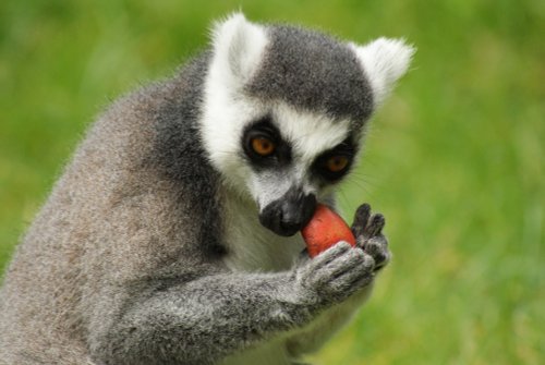 A picture of the Yorkshire Wildlife Park, Doncaster