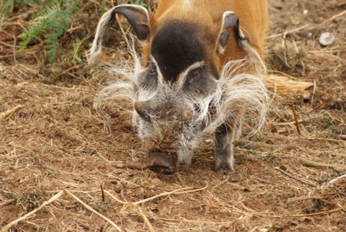 A picture of the Yorkshire Wildlife Park, Doncaster