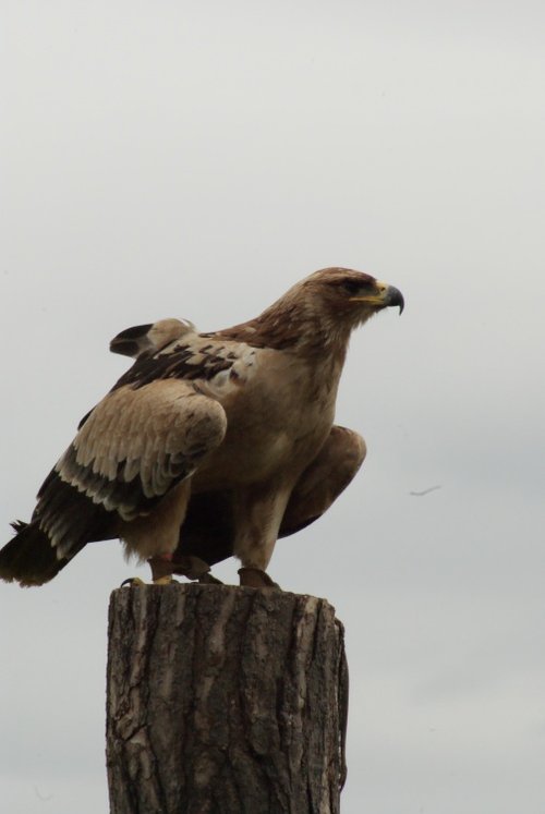 A picture of the Yorkshire Wildlife Park, Doncaster