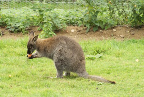 A picture of the Yorkshire Wildlife Park, Doncaster