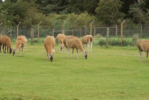 A picture of the Yorkshire Wildlife Park, Doncaster