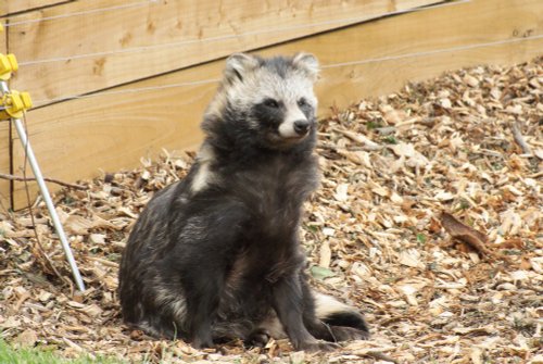 A picture of the Yorkshire Wildlife Park, Doncaster