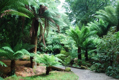 Cornish Palms and Ferns