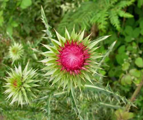 A Musk ?? Thistle