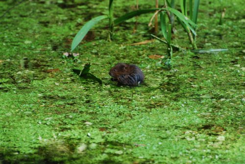 Water Vole