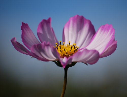 Flower in my mother's garden