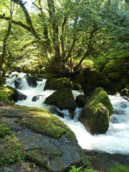 Golitha Falls.