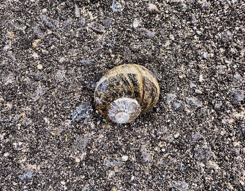 Snail on the path