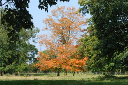 Colourful tree