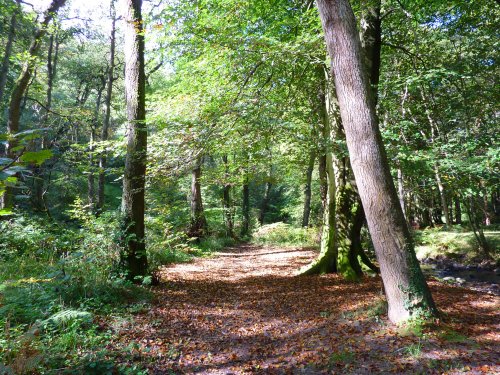 Boggy Wood, Claughton