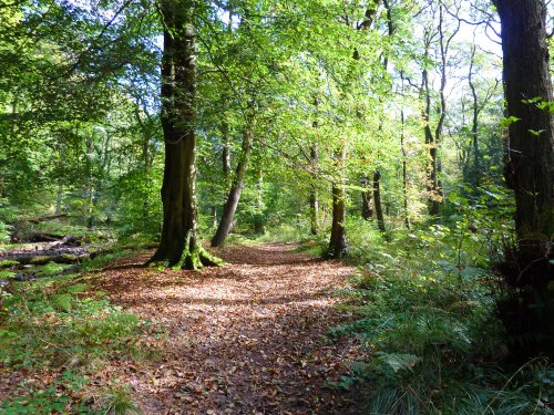 Boggy Wood, Claughton