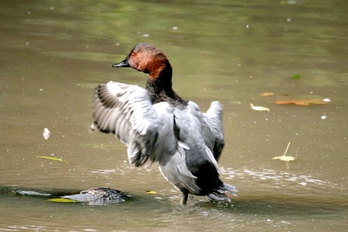 Pochard.