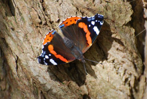 Red Admiral