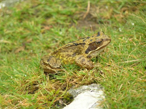 A frog at the Cheesewring on top of Bodmin Moor