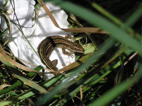 Lizard on a discarded tissue, Zennor cliff