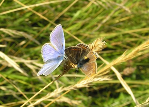 Mating Common Blue butterflies on the cliffs at Dover