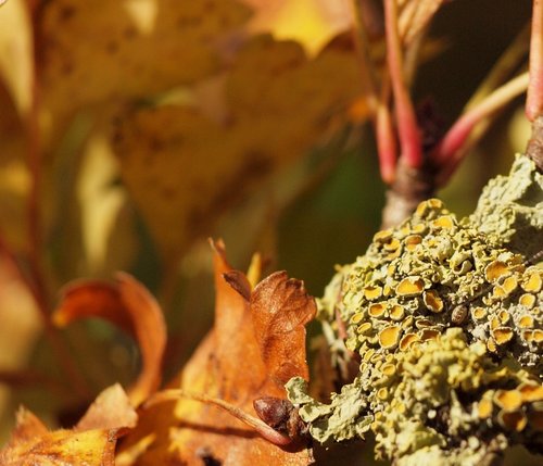 Lichen on a thorn bush, Aynho, Northants.