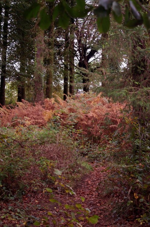 Just a little autumn colour.