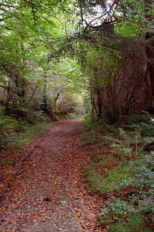 A walk in the forest.