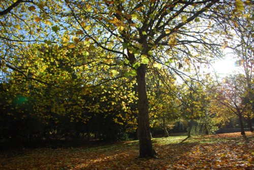 Autumn in the park