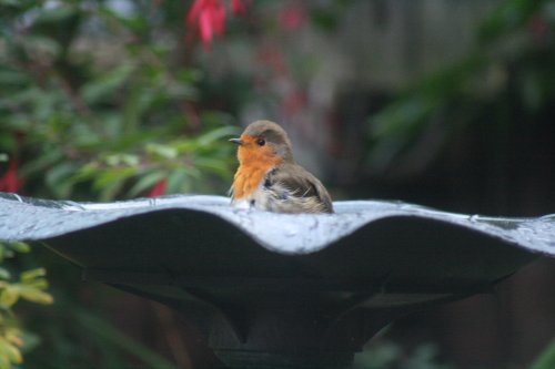 A Robin Bathing
