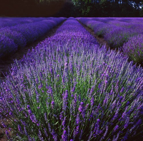 Norfolk Lavender fields at dusk