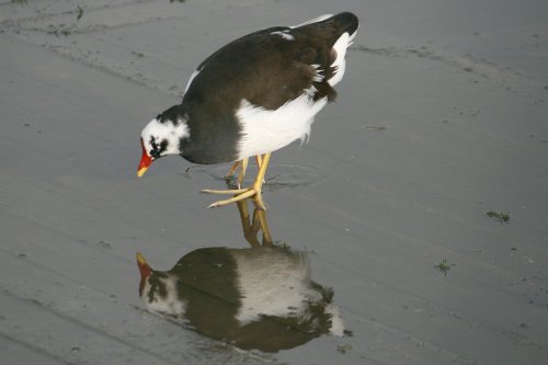Moorhen.