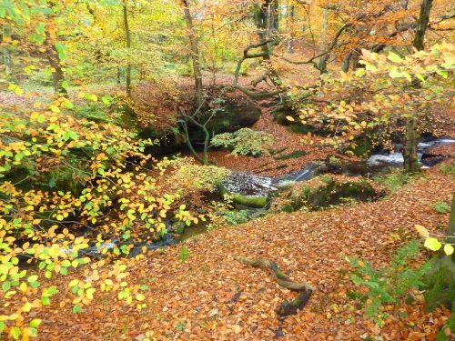 Autumn through Mill Wood