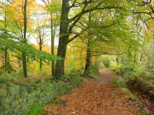Autumn through Mill Wood
