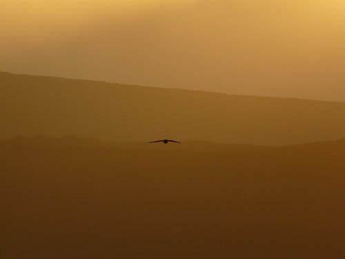 Kestrel on the wing