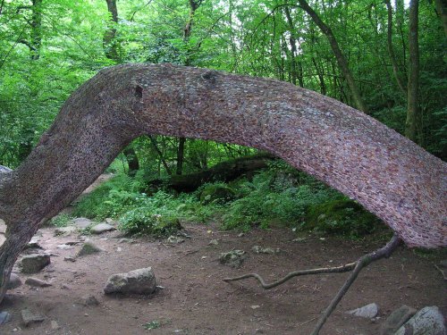 Coins have been knocked into this tree